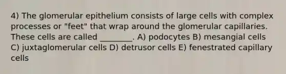 4) The glomerular epithelium consists of large cells with complex processes or "feet" that wrap around the glomerular capillaries. These cells are called ________. A) podocytes B) mesangial cells C) juxtaglomerular cells D) detrusor cells E) fenestrated capillary cells