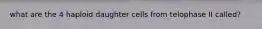 what are the 4 haploid daughter cells from telophase II called?