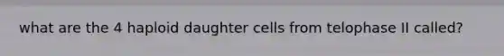 what are the 4 haploid daughter cells from telophase II called?