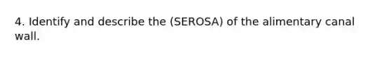 4. Identify and describe the (SEROSA) of the alimentary canal wall.