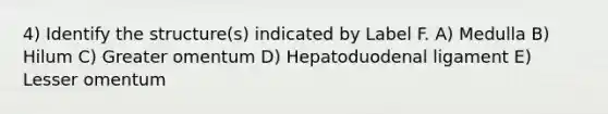 4) Identify the structure(s) indicated by Label F. A) Medulla B) Hilum C) Greater omentum D) Hepatoduodenal ligament E) Lesser omentum