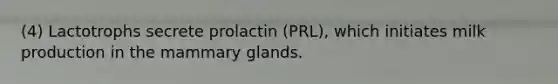 (4) Lactotrophs secrete prolactin (PRL), which initiates milk production in the mammary glands.