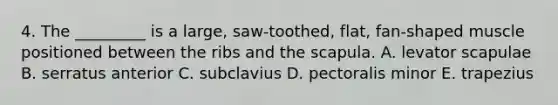 4. The _________ is a large, saw-toothed, flat, fan-shaped muscle positioned between the ribs and the scapula. A. levator scapulae B. serratus anterior C. subclavius D. pectoralis minor E. trapezius