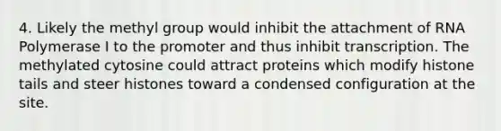 4. Likely the methyl group would inhibit the attachment of RNA Polymerase I to the promoter and thus inhibit transcription. The methylated cytosine could attract proteins which modify histone tails and steer histones toward a condensed configuration at the site.