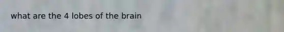 what are the 4 lobes of the brain