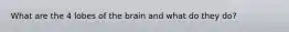 What are the 4 lobes of the brain and what do they do?