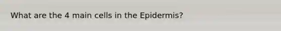 What are the 4 main cells in the Epidermis?