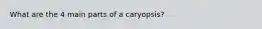 What are the 4 main parts of a caryopsis?