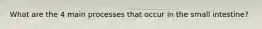 What are the 4 main processes that occur in the small intestine?