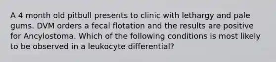 A 4 month old pitbull presents to clinic with lethargy and pale gums. DVM orders a fecal flotation and the results are positive for Ancylostoma. Which of the following conditions is most likely to be observed in a leukocyte differential?