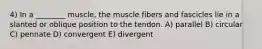 4) In a ________ muscle, the muscle fibers and fascicles lie in a slanted or oblique position to the tendon. A) parallel B) circular C) pennate D) convergent E) divergent