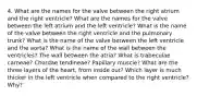 4. What are the names for the valve between the right atrium and the right ventricle? What are the names for the valve between the left atrium and the left ventricle? What is the name of the valve between the right ventricle and the pulmonary trunk? What is the name of the valve between the left ventricle and the aorta? What is the name of the wall between the ventricles? The wall between the atria? What is trabeculae carneae? Chordae tendineae? Papillary muscle? What are the three layers of the heart, from inside out? Which layer is much thicker in the left ventricle when compared to the right ventricle? Why?