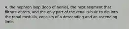 4. the nephron loop (loop of henle), the next segment that filtrate enters, and the only part of the renal tubule to dip into the renal medulla, consists of a descending and an ascending limb.