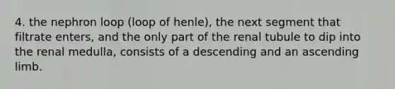 4. the nephron loop (loop of henle), the next segment that filtrate enters, and the only part of the renal tubule to dip into the renal medulla, consists of a descending and an ascending limb.