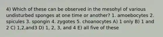 4) Which of these can be observed in the mesohyl of various undisturbed sponges at one time or another? 1. amoebocytes 2. spicules 3. spongin 4. zygotes 5. choanocytes A) 1 only B) 1 and 2 C) 1,2,and3 D) 1, 2, 3, and 4 E) all five of these