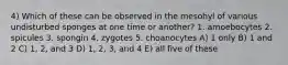 4) Which of these can be observed in the mesohyl of various undisturbed sponges at one time or another? 1. amoebocytes 2. spicules 3. spongin 4. zygotes 5. choanocytes A) 1 only B) 1 and 2 C) 1, 2, and 3 D) 1, 2, 3, and 4 E) all five of these