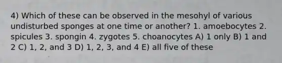 4) Which of these can be observed in the mesohyl of various undisturbed sponges at one time or another? 1. amoebocytes 2. spicules 3. spongin 4. zygotes 5. choanocytes A) 1 only B) 1 and 2 C) 1, 2, and 3 D) 1, 2, 3, and 4 E) all five of these