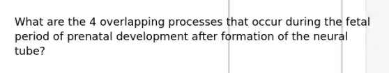 What are the 4 overlapping processes that occur during the fetal period of prenatal development after formation of the neural tube?