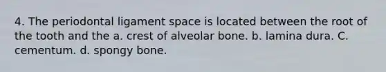 4. The periodontal ligament space is located between the root of the tooth and the a. crest of alveolar bone. b. lamina dura. C. cementum. d. spongy bone.