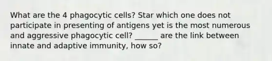 What are the 4 phagocytic cells? Star which one does not participate in presenting of antigens yet is the most numerous and aggressive phagocytic cell? ______ are the link between innate and adaptive immunity, how so?