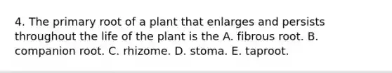 4. The primary root of a plant that enlarges and persists throughout the life of the plant is the A. fibrous root. B. companion root. C. rhizome. D. stoma. E. taproot.