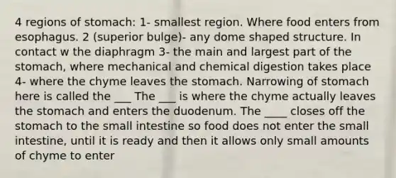 4 regions of stomach: 1- smallest region. Where food enters from esophagus. 2 (superior bulge)- any dome shaped structure. In contact w the diaphragm 3- the main and largest part of the stomach, where mechanical and chemical digestion takes place 4- where the chyme leaves the stomach. Narrowing of stomach here is called the ___ The ___ is where the chyme actually leaves the stomach and enters the duodenum. The ____ closes off the stomach to the small intestine so food does not enter the small intestine, until it is ready and then it allows only small amounts of chyme to enter