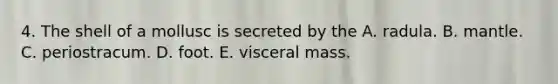 4. The shell of a mollusc is secreted by the A. radula. B. mantle. C. periostracum. D. foot. E. visceral mass.