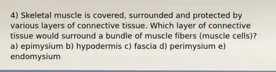 4) Skeletal muscle is covered, surrounded and protected by various layers of connective tissue. Which layer of connective tissue would surround a bundle of muscle fibers (muscle cells)? a) epimysium b) hypodermis c) fascia d) perimysium e) endomysium