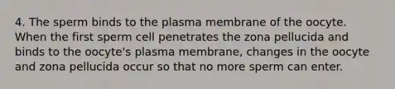 4. The sperm binds to the plasma membrane of the oocyte. When the first sperm cell penetrates the zona pellucida and binds to the oocyte's plasma membrane, changes in the oocyte and zona pellucida occur so that no more sperm can enter.