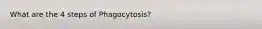 What are the 4 steps of Phagocytosis?