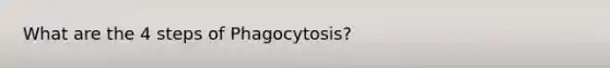 What are the 4 steps of Phagocytosis?