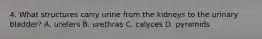 4. What structures carry urine from the kidneys to the urinary bladder? A. ureters B. urethras C. calyces D. pyramids