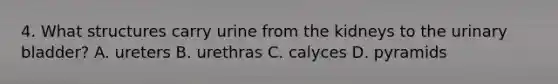 4. What structures carry urine from the kidneys to the urinary bladder? A. ureters B. urethras C. calyces D. pyramids