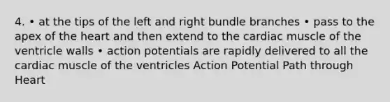 4. • at the tips of the left and right bundle branches • pass to the apex of the heart and then extend to the cardiac muscle of the ventricle walls • action potentials are rapidly delivered to all the cardiac muscle of the ventricles Action Potential Path through Heart