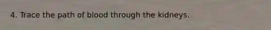 4. Trace the path of blood through the kidneys.