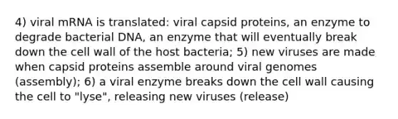 4) viral mRNA is translated: viral capsid proteins, an enzyme to degrade bacterial DNA, an enzyme that will eventually break down the cell wall of the host bacteria; 5) new viruses are made when capsid proteins assemble around viral genomes (assembly); 6) a viral enzyme breaks down the cell wall causing the cell to "lyse", releasing new viruses (release)