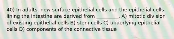 40) In adults, new surface epithelial cells and the epithelial cells lining the intestine are derived from _________. A) mitotic division of existing epithelial cells B) stem cells C) underlying epithelial cells D) components of the connective tissue