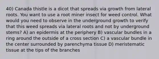 40) Canada thistle is a dicot that spreads via growth from lateral roots. You want to use a root miner insect for weed control. What would you need to observe in the underground growth to verify that this weed spreads via lateral roots and not by underground stems? A) an epidermis at the periphery B) vascular bundles in a ring around the outside of a cross section C) a vascular bundle in the center surrounded by parenchyma tissue D) <a href='https://www.questionai.com/knowledge/kh2R1rHa5M-meristematic-tissue' class='anchor-knowledge'>meristematic tissue</a> at the tips of the branches