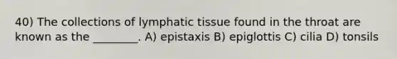 40) The collections of lymphatic tissue found in the throat are known as the ________. A) epistaxis B) epiglottis C) cilia D) tonsils