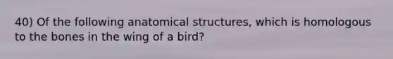 40) Of the following anatomical structures, which is homologous to the bones in the wing of a bird?