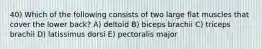 40) Which of the following consists of two large flat muscles that cover the lower back? A) deltoid B) biceps brachii C) triceps brachii D) latissimus dorsi E) pectoralis major