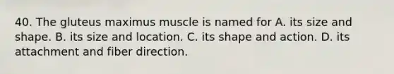 40. The gluteus maximus muscle is named for A. its size and shape. B. its size and location. C. its shape and action. D. its attachment and fiber direction.