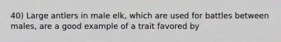 40) Large antlers in male elk, which are used for battles between males, are a good example of a trait favored by