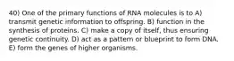 40) One of the primary functions of RNA molecules is to A) transmit genetic information to offspring. B) function in the synthesis of proteins. C) make a copy of itself, thus ensuring genetic continuity. D) act as a pattern or blueprint to form DNA. E) form the genes of higher organisms.