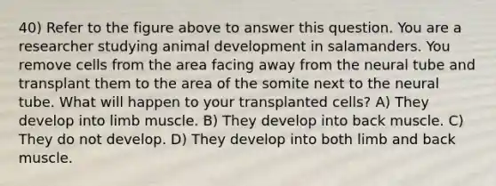 40) Refer to the figure above to answer this question. You are a researcher studying animal development in salamanders. You remove cells from the area facing away from the neural tube and transplant them to the area of the somite next to the neural tube. What will happen to your transplanted cells? A) They develop into limb muscle. B) They develop into back muscle. C) They do not develop. D) They develop into both limb and back muscle.