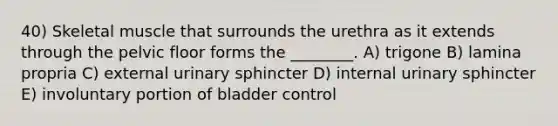 40) Skeletal muscle that surrounds the urethra as it extends through the pelvic floor forms the ________. A) trigone B) lamina propria C) external urinary sphincter D) internal urinary sphincter E) involuntary portion of bladder control