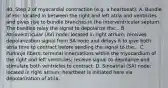 40. Step 2 of myocardial contraction (e.g. a heartbeat): A. Bundle of His: located in between the right and left atria and ventricles and gives rise to bundle branches in the interventricular septum. The bundles relay the signal to depolarize the... B. Atrioventricular (AV) node: located in right atrium; receives depolarization signal from SA node and delays it to give both atria time to contract before sending the signal to the... C. Purkinje fibers: terminal innervations within the myocardium of the right and left ventricles; receive signal to depolarize and stimulate both ventricles to contract. D. Sinoatrial (SA) node: located in right atrium; heartbeat is initiated here via depolarization of atria.