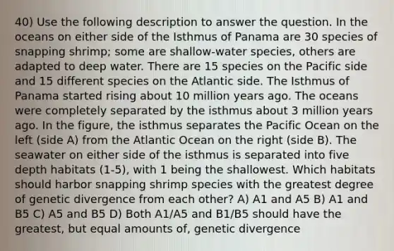 40) Use the following description to answer the question. In the oceans on either side of the Isthmus of Panama are 30 species of snapping shrimp; some are shallow-water species, others are adapted to deep water. There are 15 species on the Pacific side and 15 different species on the Atlantic side. The Isthmus of Panama started rising about 10 million years ago. The oceans were completely separated by the isthmus about 3 million years ago. In the figure, the isthmus separates the Pacific Ocean on the left (side A) from the Atlantic Ocean on the right (side B). The seawater on either side of the isthmus is separated into five depth habitats (1-5), with 1 being the shallowest. Which habitats should harbor snapping shrimp species with the greatest degree of genetic divergence from each other? A) A1 and A5 B) A1 and B5 C) A5 and B5 D) Both A1/A5 and B1/B5 should have the greatest, but equal amounts of, genetic divergence