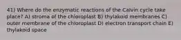 41) Where do the enzymatic reactions of the Calvin cycle take place? A) stroma of the chloroplast B) thylakoid membranes C) outer membrane of the chloroplast D) electron transport chain E) thylakoid space