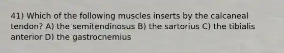 41) Which of the following muscles inserts by the calcaneal tendon? A) the semitendinosus B) the sartorius C) the tibialis anterior D) the gastrocnemius